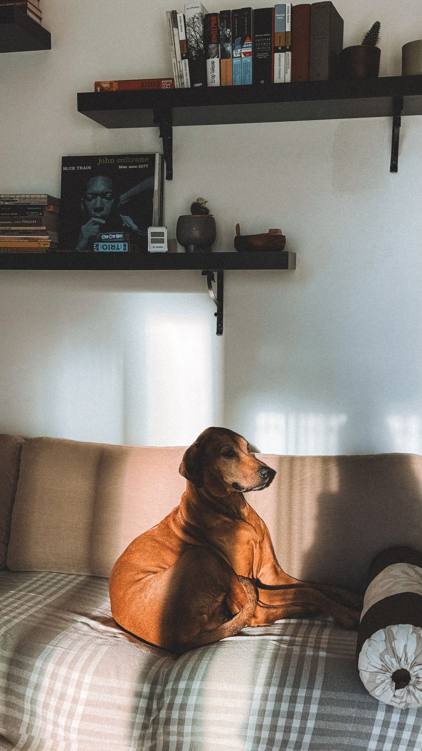 A dog on the sofa